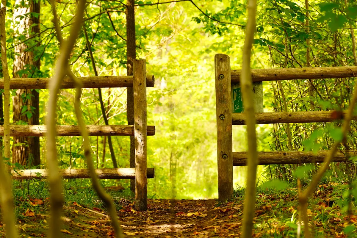 A Checklist for Buying a Small Woodland in the UK