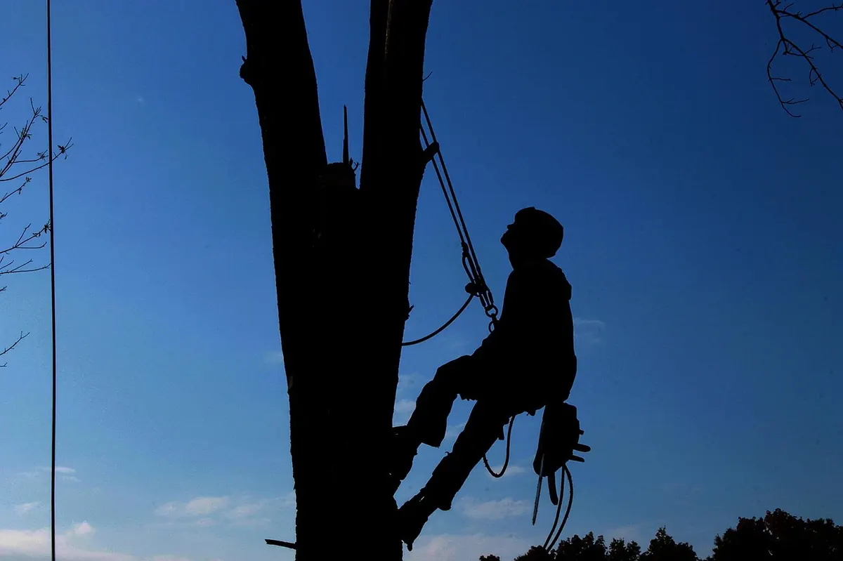 Chainsaw Safety Checklist for Small Woodland Owners