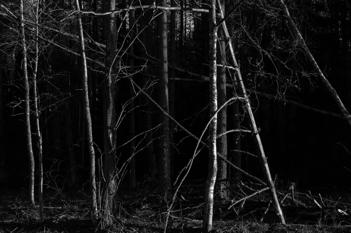 Common Mistakes When Thinning a Conifer Plantation (and How to Avoid Them)