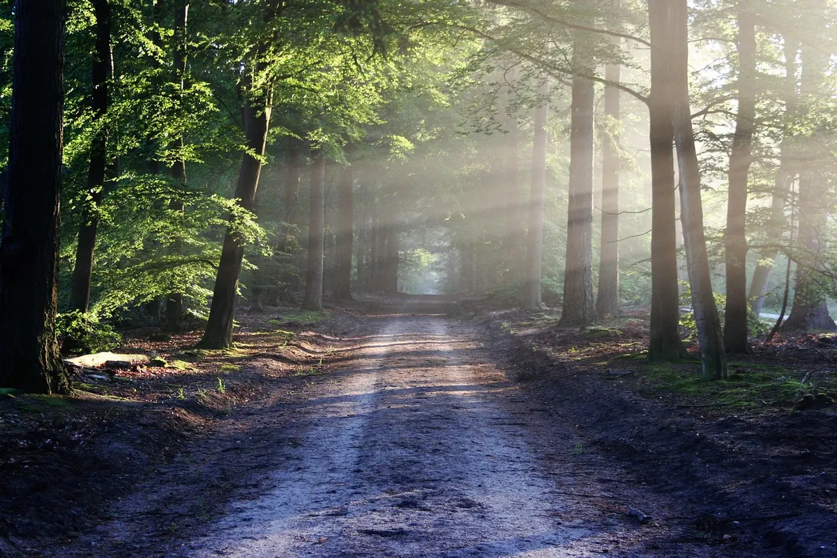 Coppicing vs Pollarding: Which Traditional Woodland Method Suits Your Site?