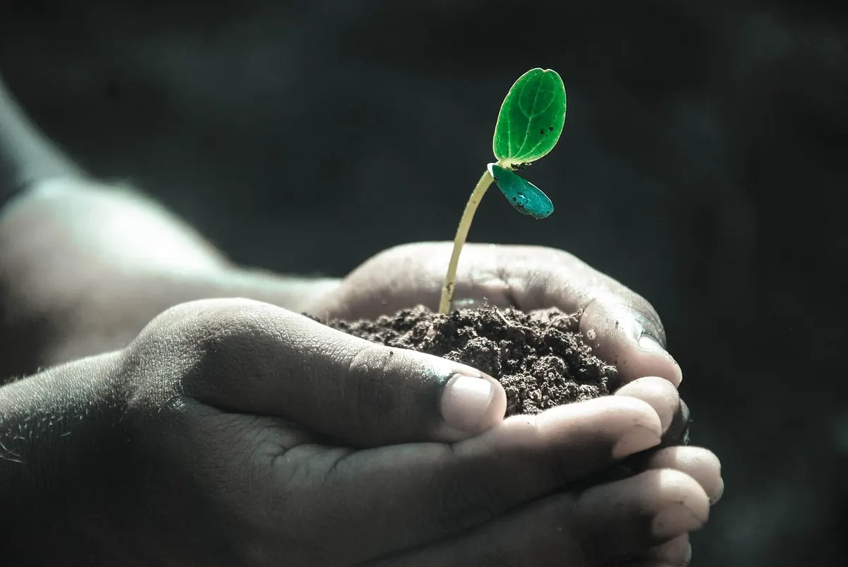 Planting Bare-Root Trees in the UK: A Month-by-Month Guide